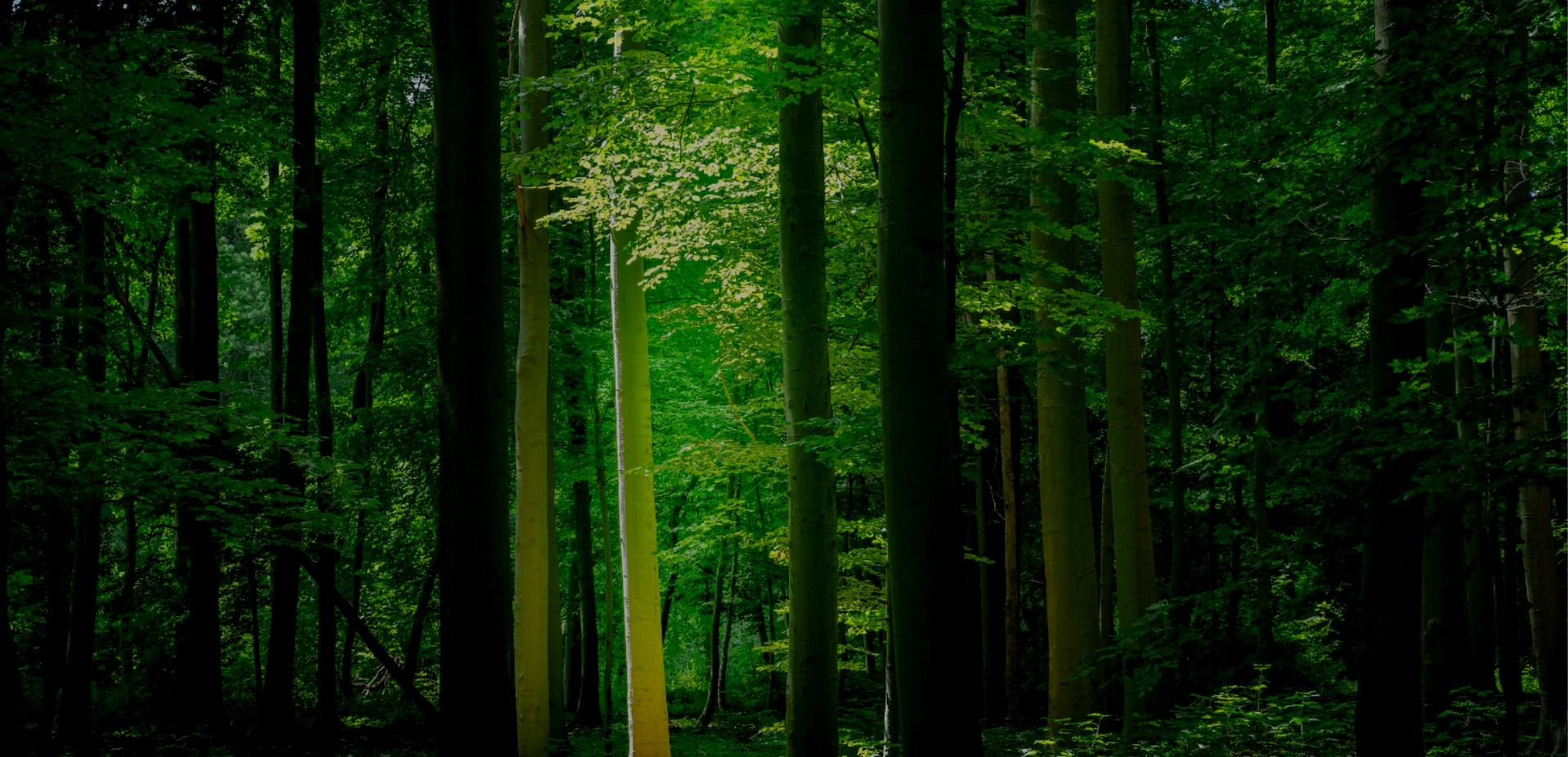 關鍵詞：森林生態系統、綠色低碳自然場景、碳匯資源、生態環境保護
    描述：茂密的森林自然景觀，作為重要的碳匯資源與生態屏障，直觀展現綠色低碳的自然本底，體現生態環境保護對全球低碳發展的核心價值。