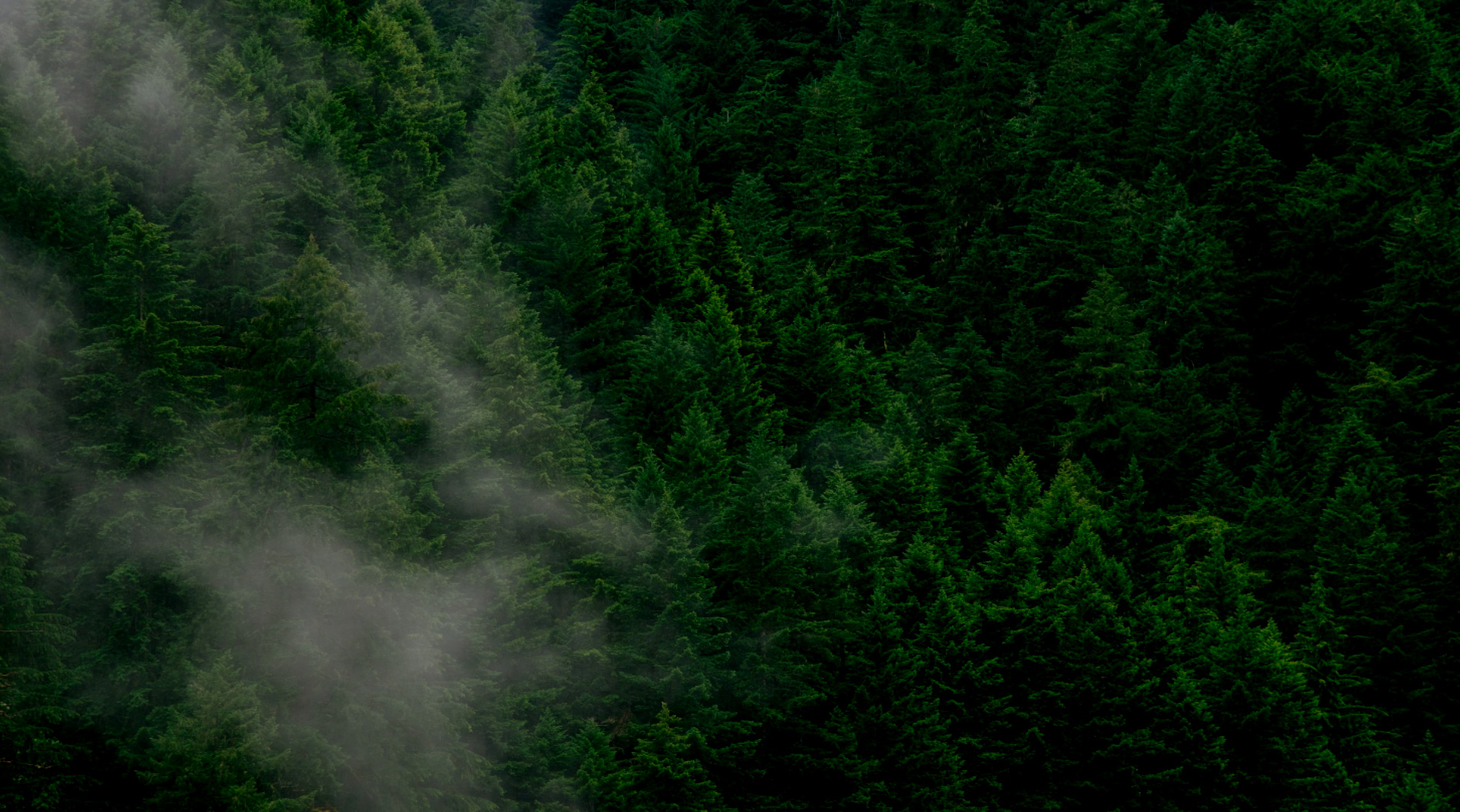 關鍵詞：云霧森林、低碳生態涵養、自然碳循環、綠色生態資源
    描述：被云霧環繞的森林景觀，展現自然碳循環與生態涵養的低碳特性，凸顯森林作為綠色生態資源在調節氣候、固碳減排中的關鍵作用。